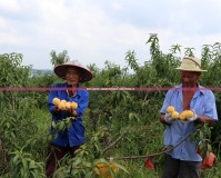 桃園什么職業(yè)好玩？探索桃園的多元就業(yè)機(jī)會(huì)，打造屬于你的精彩人生