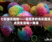 七彩球花植物——自然界的色彩魔法，點亮生活每一角落