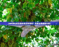 DNF凈化的靈魂結(jié)晶還有用嗎？玩家必看最新分析！