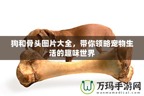 狗和骨頭圖片大全，帶你領(lǐng)略寵物生活的趣味世界