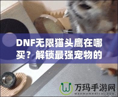 DNF無限貓頭鷹在哪買？解鎖最強寵物的購買途徑與技巧！