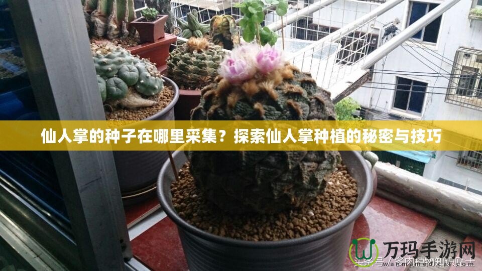 仙人掌的種子在哪里采集？探索仙人掌種植的秘密與技巧